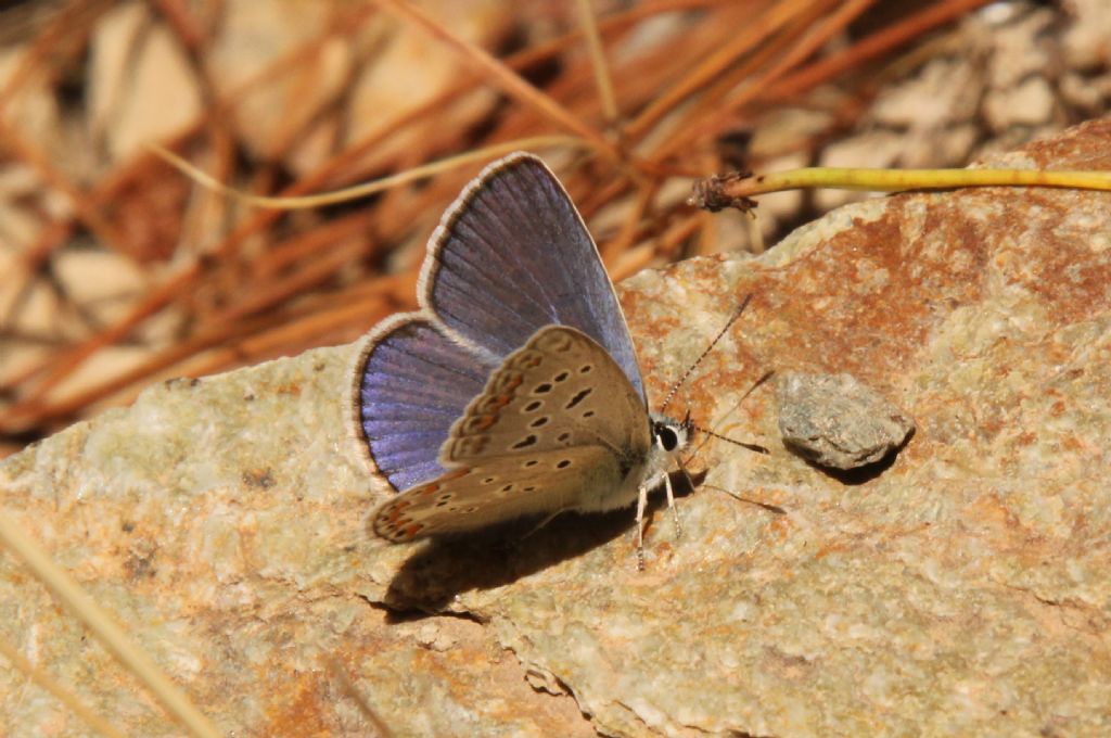 Alcune specie che non ho trovato in galleria